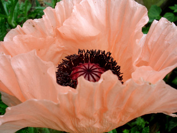Mohn