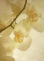 Orchidee